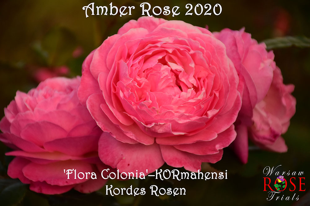 Flora Colonia Amber rose 2020